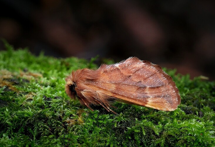 ... plumed prominent