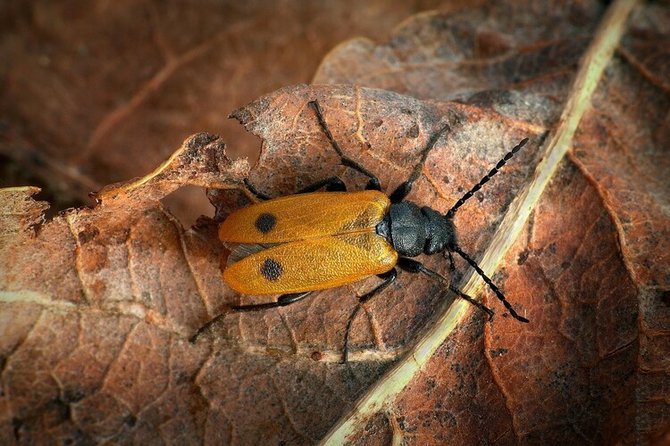 ... early blister beetle