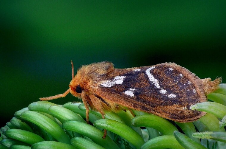 ... common swift moth