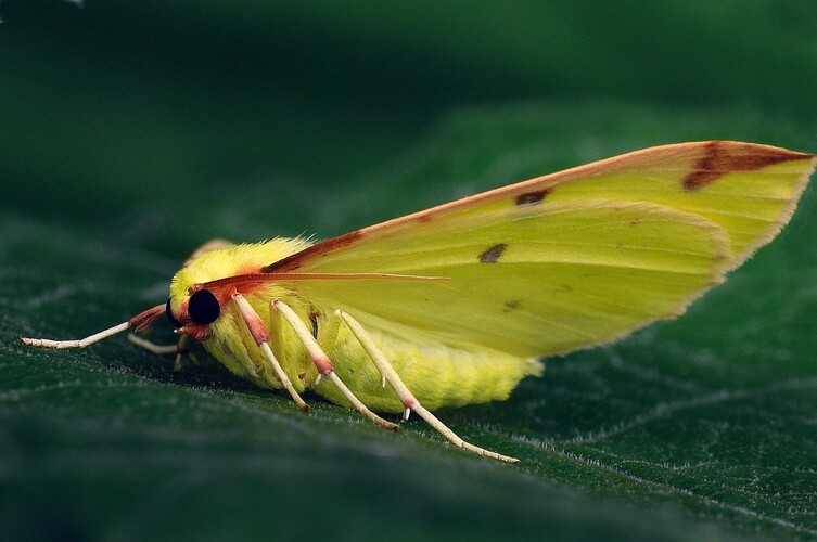 ... brimstone moth