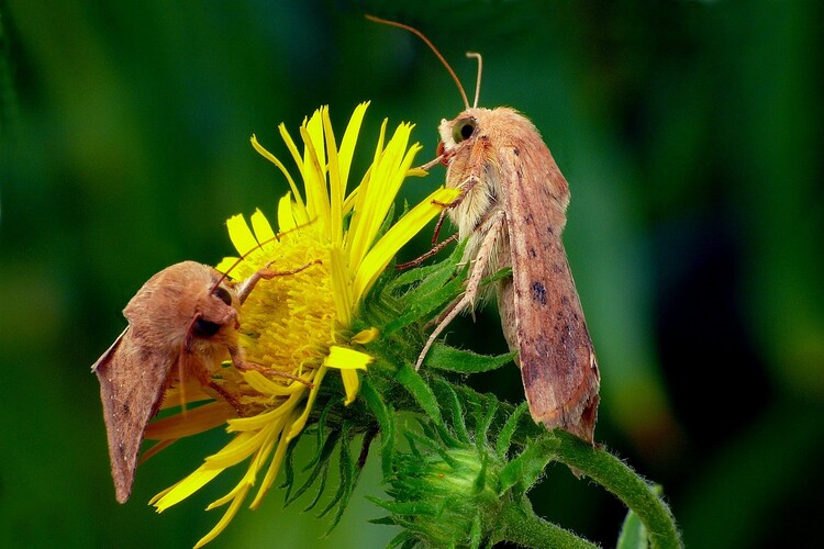 ... cotton bollworm