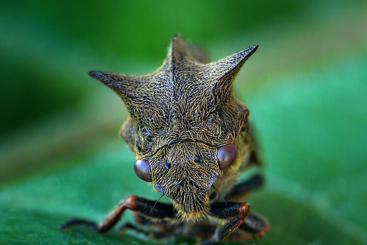 ... thorn-hopper