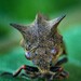 ... thorn-hopper