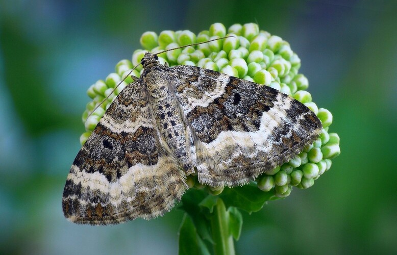 ... white-banded toothed carpet moth