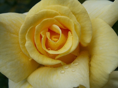 ruža III