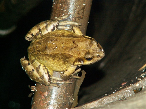 sedí žaba na prameni...