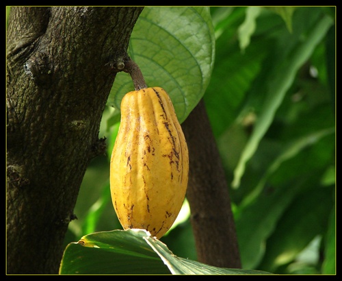 v botanickej záhráde - kakaovník