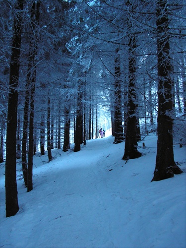 Zimna Idylka v lese