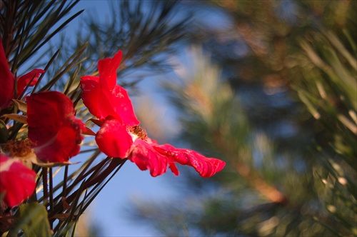 Kvitnúca borovica II