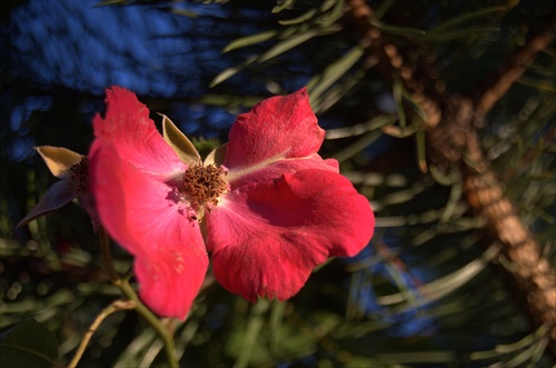 Kvitnúca borovica III