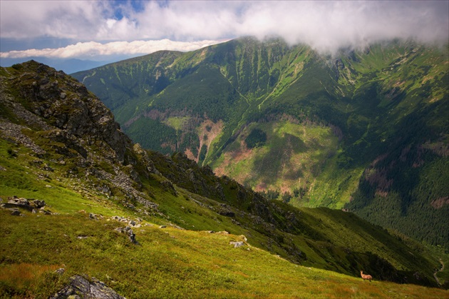 Kamzík pozerá do Jamníckej doliny