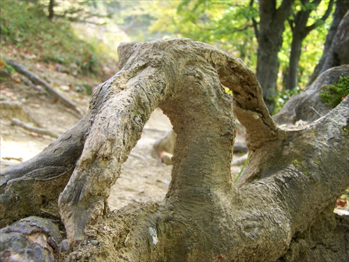 nenápadný chodníkový koreň