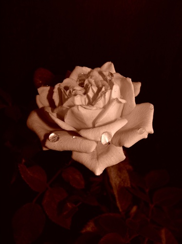 a ešte ruža...:)