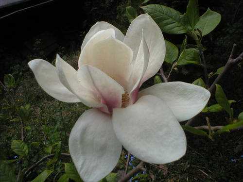 Rozkvitnutá biela Magnólia