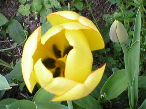 Tulipán 3