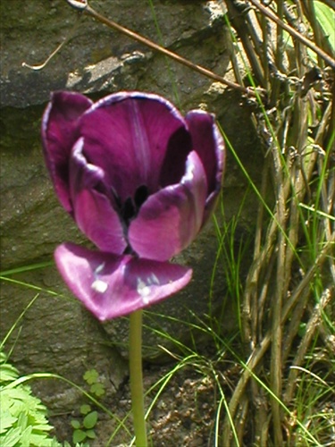 Tulipán 4