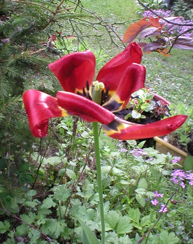 Tulipán 5