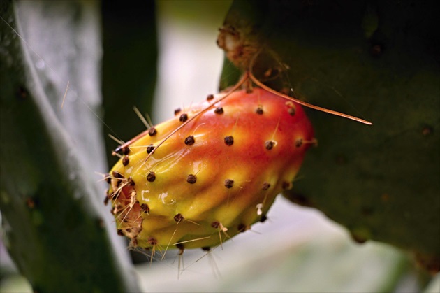 Opuncia - Zdravý jedlý kaktus