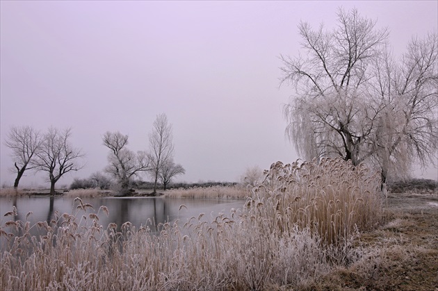 U jazera jedno mrazivé ráno.