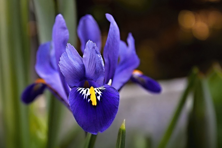 Iris (plant)