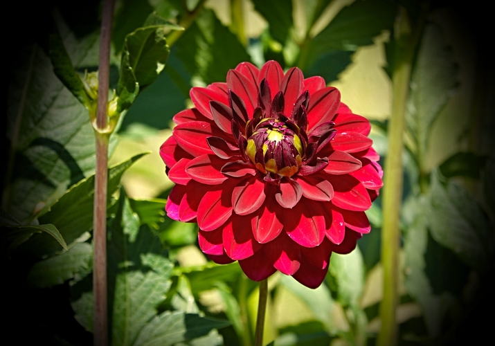 Georgína, Dahlia