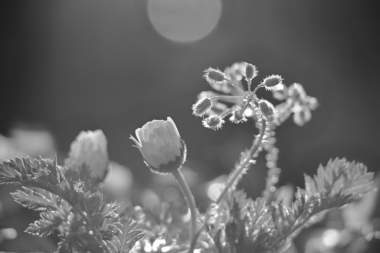 čarovanie s kvetinou