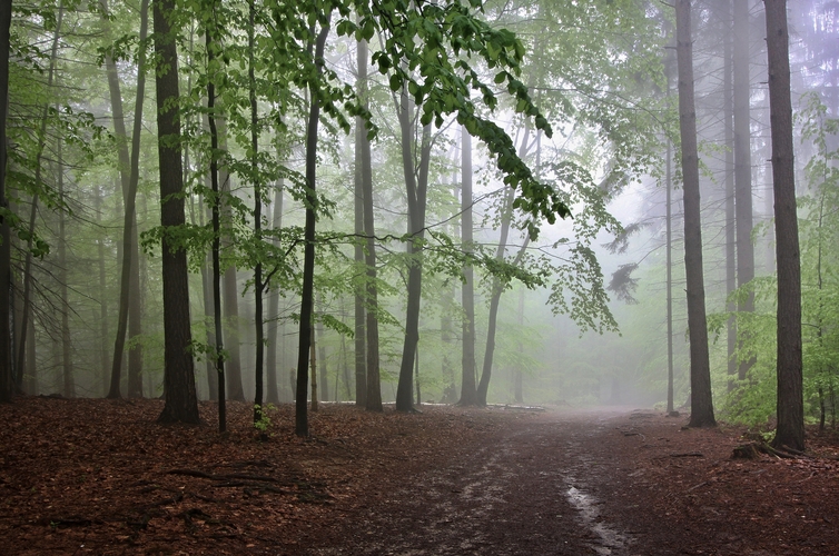Medzinárodný deň lesov