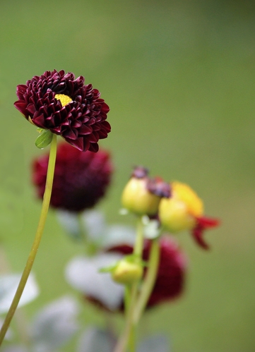Georgína (Dahlia)