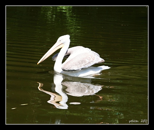 pelikán