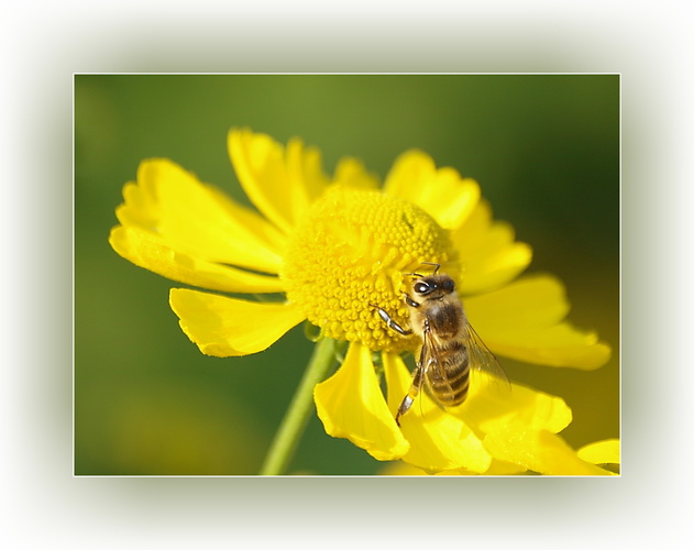 Včielka pracovitá
