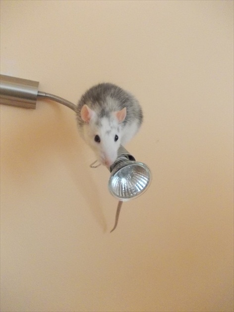 Potkan na lampe alebo lampa na potkanovy?