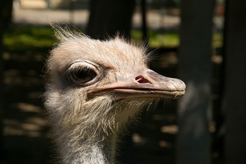 Emu