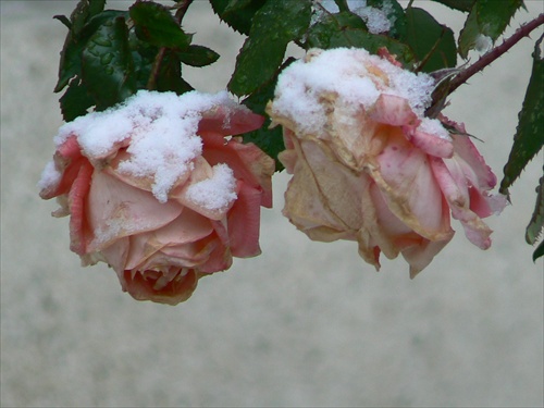 Ruže v zime