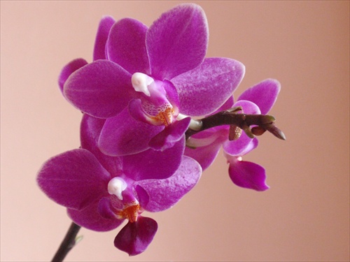 orchidei