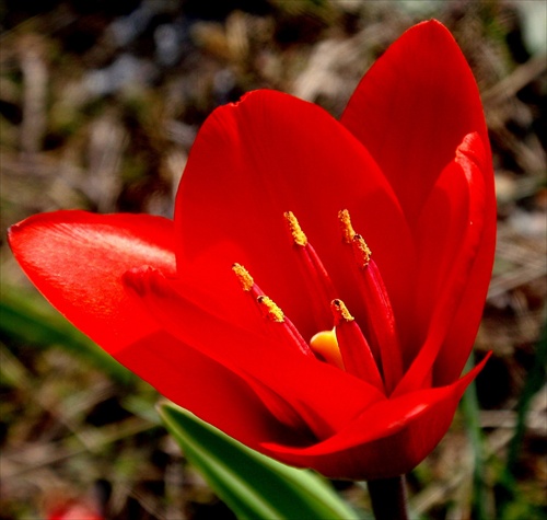 "tulipánová"