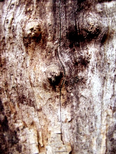 Portrét stromu