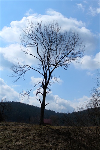 osamely strom