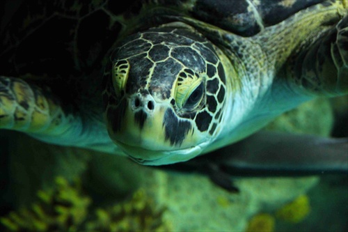 morska korytnačka