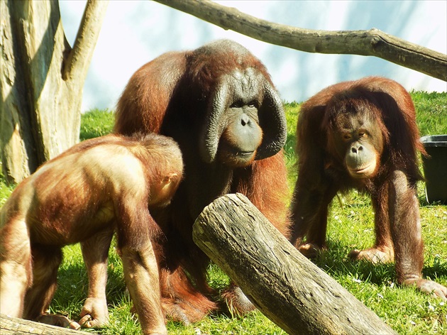 Rodinka orangutanov