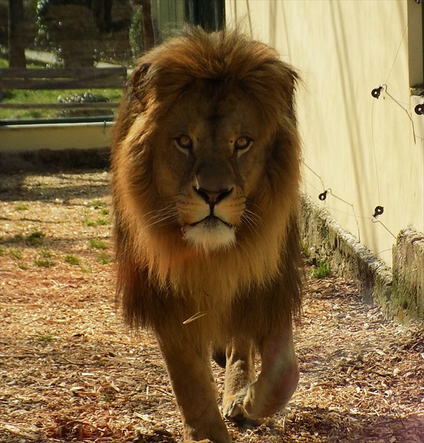 Aslan z Bojníc