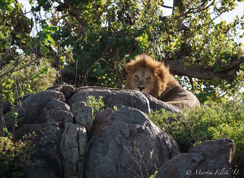 His Majesty ... Lion