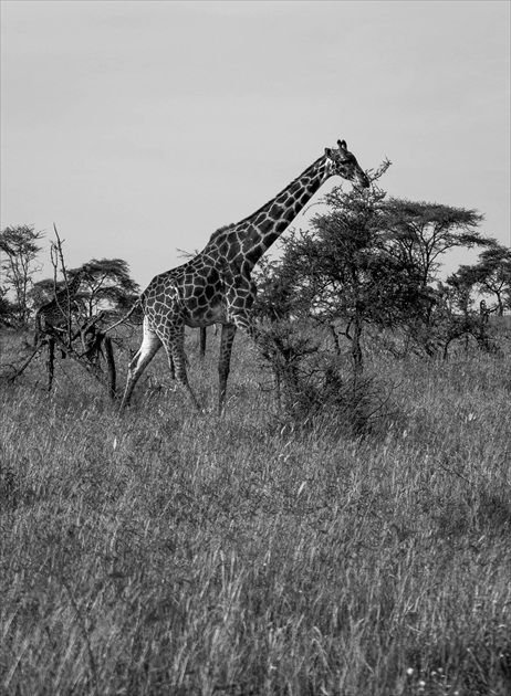 Žirafa...