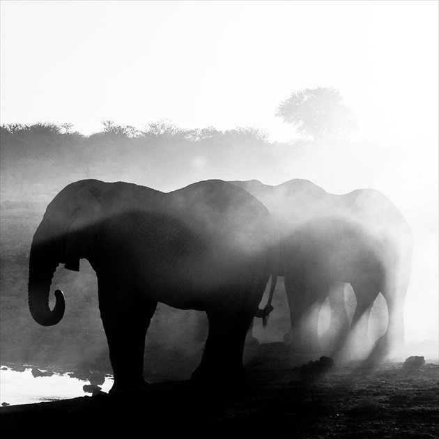 Slony & západ slnka v Etosha National Park