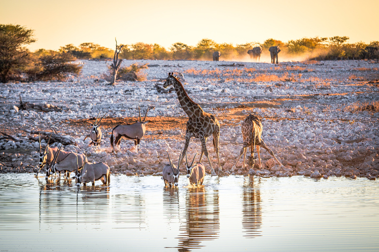Poctivé africké safari