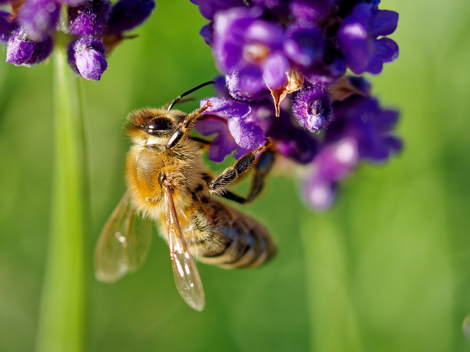 Veľká malá nezbednica Máaaaaja :P