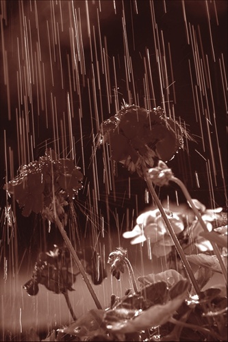 Muškáty v daždi
