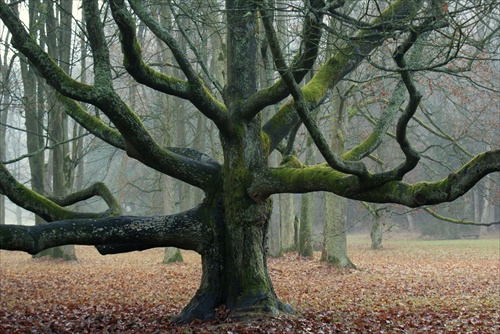 park v Turčianskej Šťiavničke