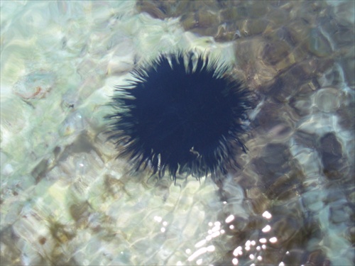 morský ježko