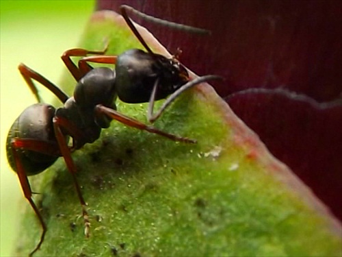 mravcek