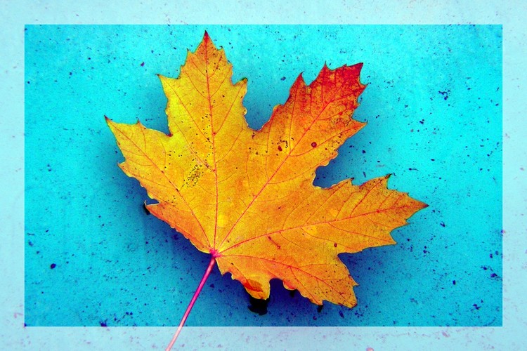 Jesenný list to je krása, palete podobá sa